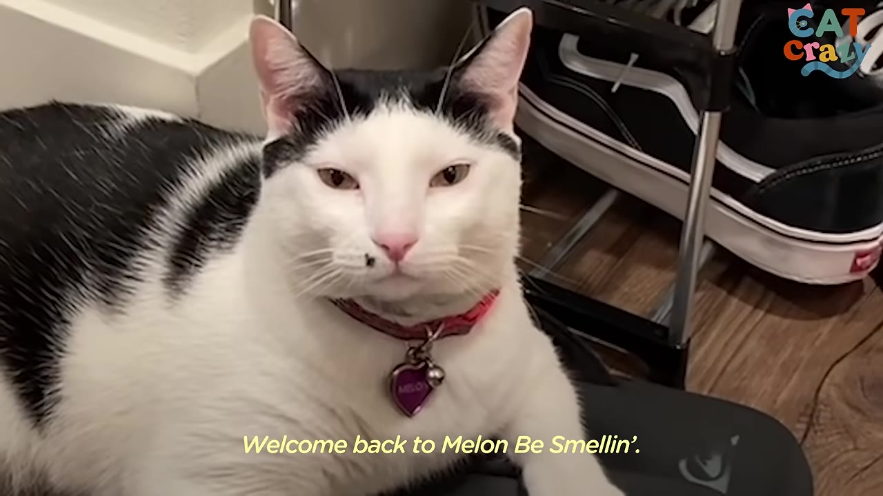 A black and white cat wearing a pink collar with a bell sits on the floor, with the subtitle 'Welcome back to Melon Be Smellin'.'