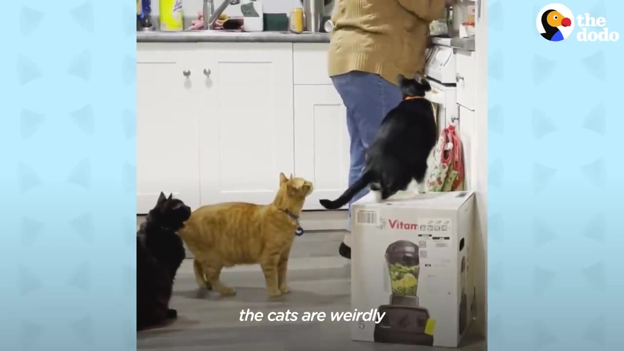 Three cats in a kitchen, with a black-and-white cat standing on top of a cardboard Vitamix box, while an orange cat and a black cat watch from the floor.