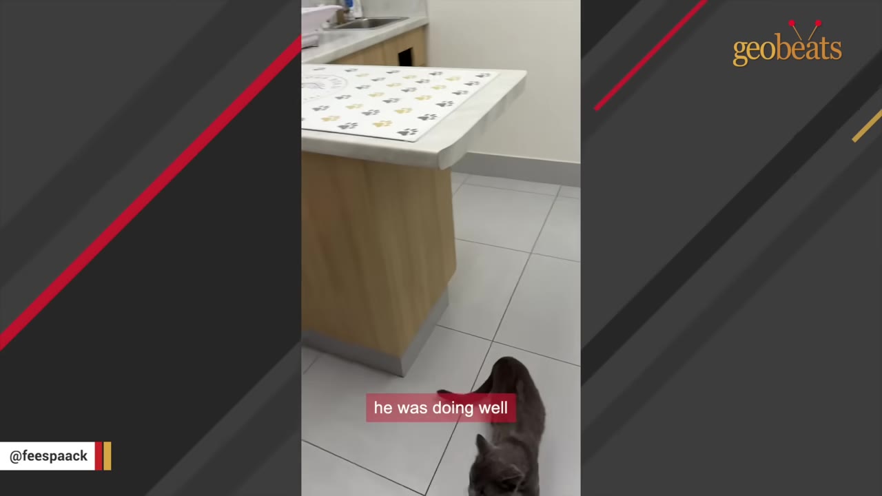 A grey cat walks on a tiled floor next to a wooden counter in a clinic, with a caption that reads 'he was doing well'.