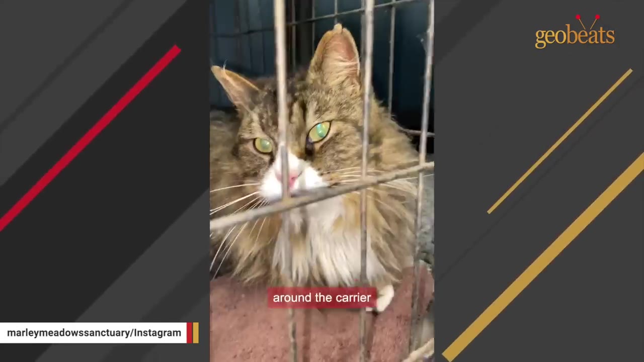 A fluffy brown and white cat with green eyes sits inside a wire carrier cage.