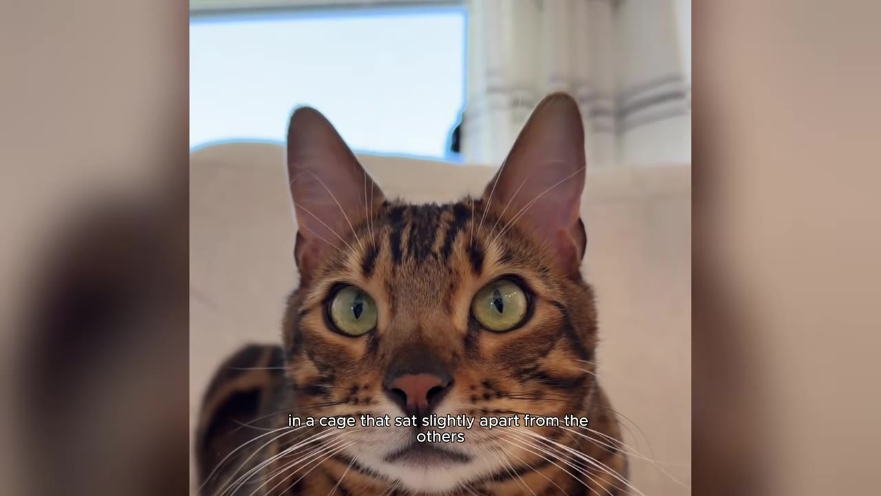A close-up of a Bengal cat with striking green eyes looking directly at the camera, with text overlay reading 'in a cage that sat slightly apart from the others'.