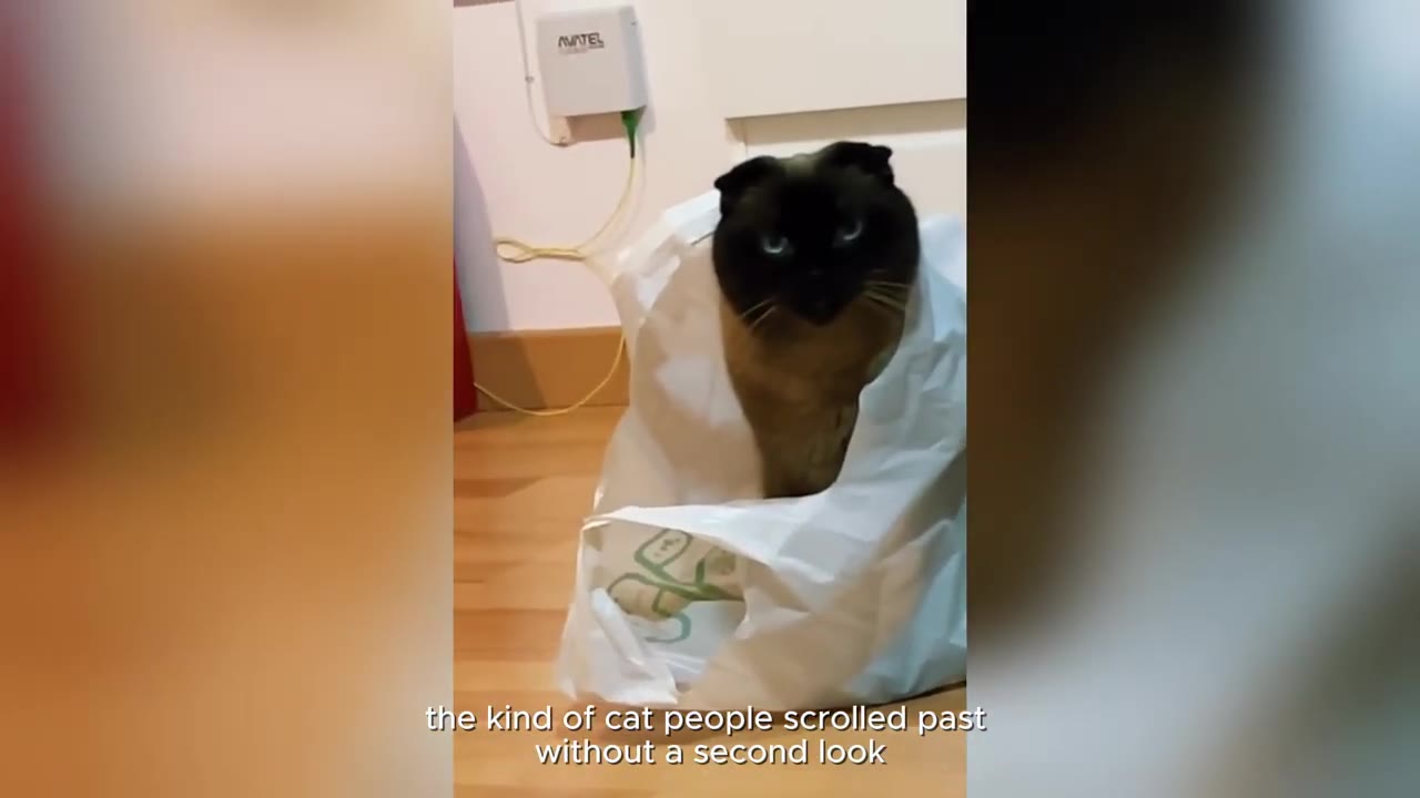 A close-up of a Scottish Fold cat with a seal point coat and wide blue eyes, sitting inside a white plastic bag on a wooden floor.