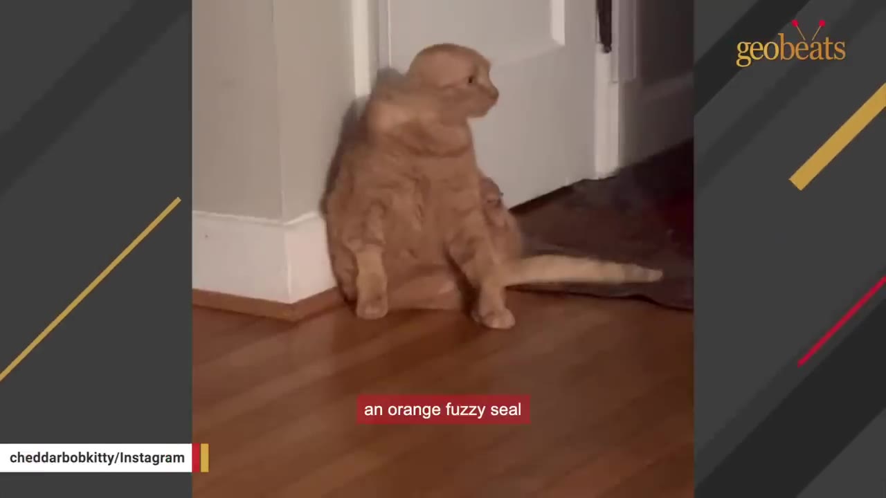 An orange cat without ears sits on a wooden floor, resembling a seal.