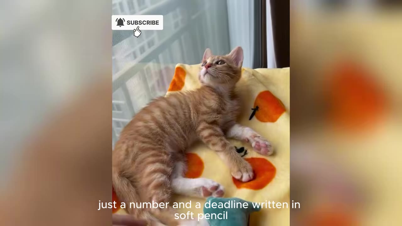 An orange tabby kitten with white paws lies on a yellow blanket patterned with oranges, looking up towards a window.