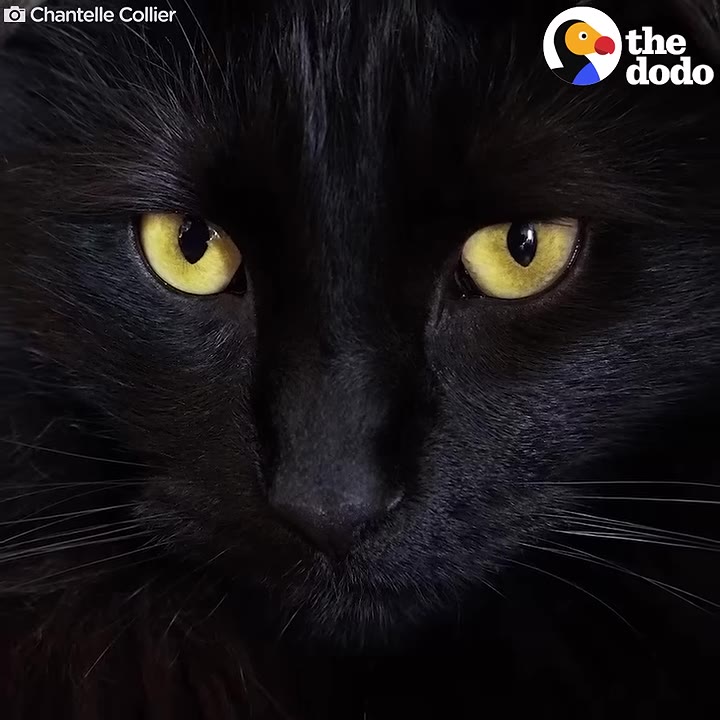 A close-up portrait of a black cat with striking yellow eyes looking directly at the camera.