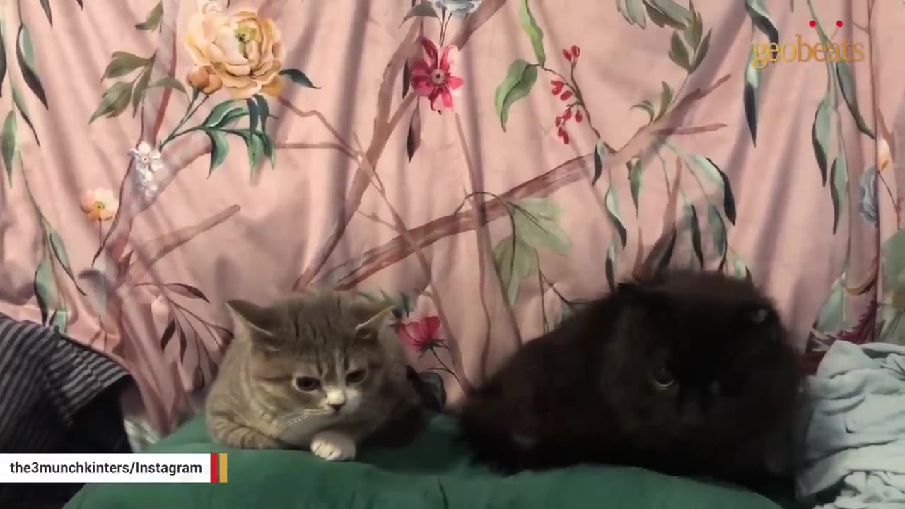 A small grey tabby cat and a fluffy black cat sit side-by-side on a green cushion in front of a pink floral curtain, both looking forward with serious expressions.