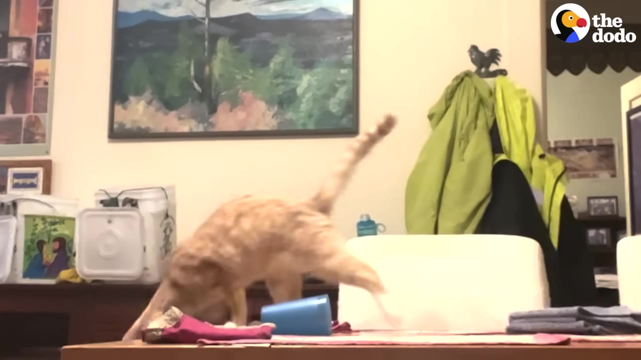 An orange cat walks on a wooden table next to a knocked-over blue plastic cup.