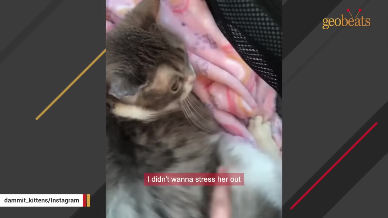 A close-up shot of a hand gently stroking a grey and white cat lying on a pink blanket.