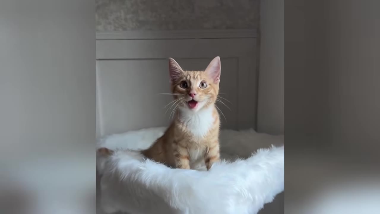 An orange and white tabby kitten sitting on a fluffy white pet bed, looking up with its mouth slightly open.