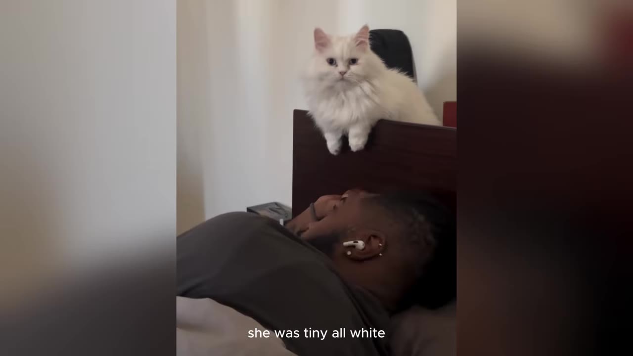 A fluffy, all-white kitten perched on a dark wooden headboard, looking down at a person lying in bed.