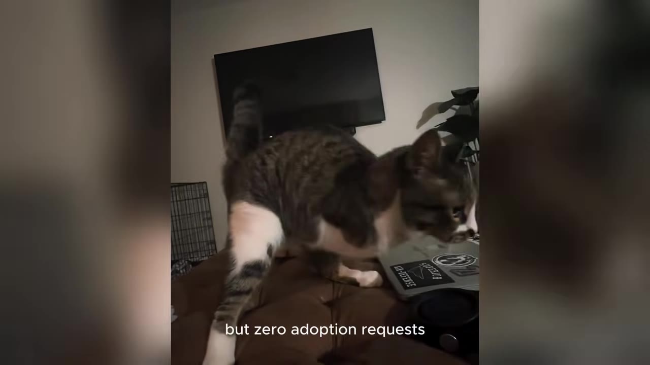 A brown and white tabby cat stands on a brown cushion in a living room, with a television visible in the background and text overlay reading 'but zero adoption requests'.