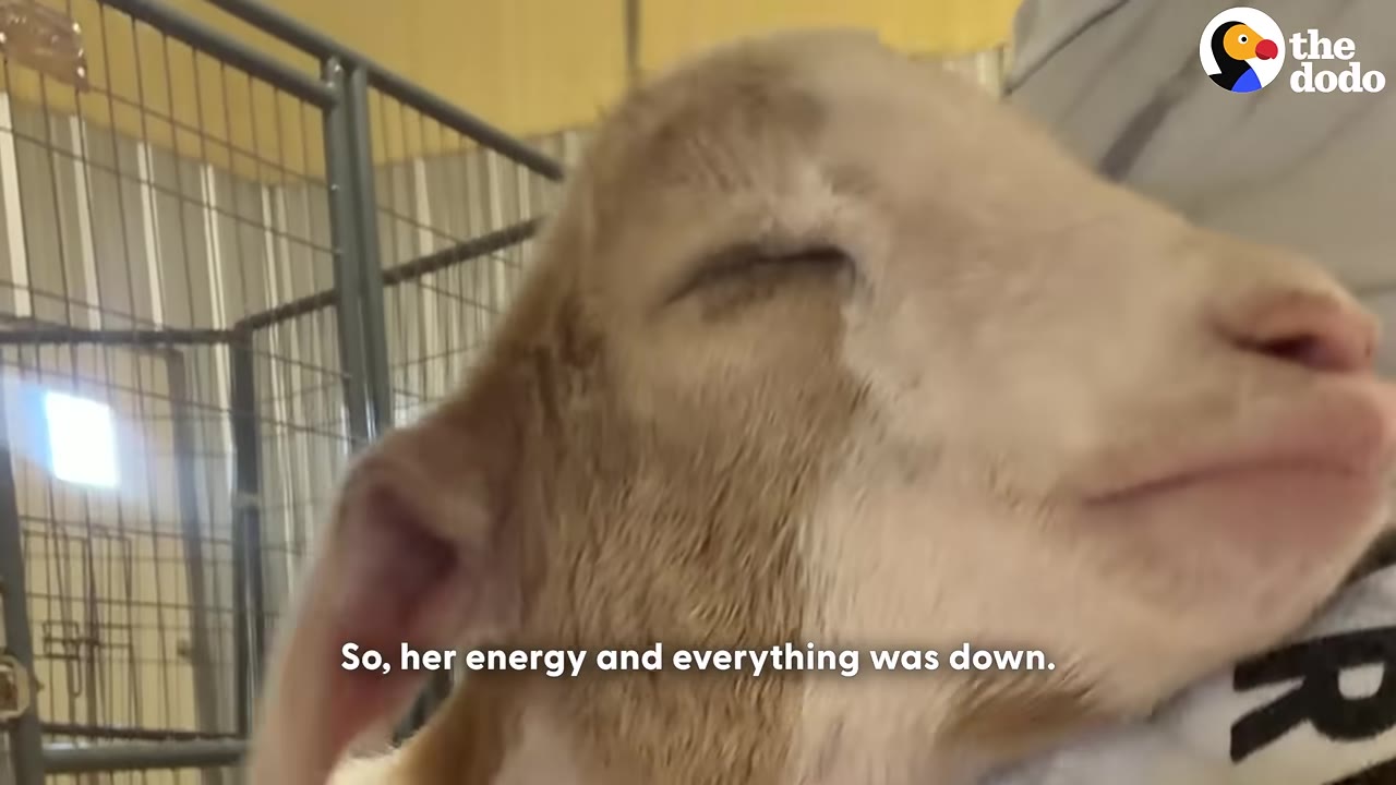 A close-up of a small, light brown and white baby goat with its eyes closed, looking weak and lethargic.