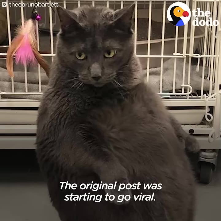 A large grey cat named Bruno sits in front of a cage with a pink feather toy, looking directly at the camera, with text overlay reading 'The original post was starting to go viral.'