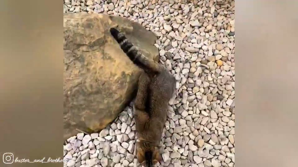 Video frame for The Kitten Who Refused To Leave
