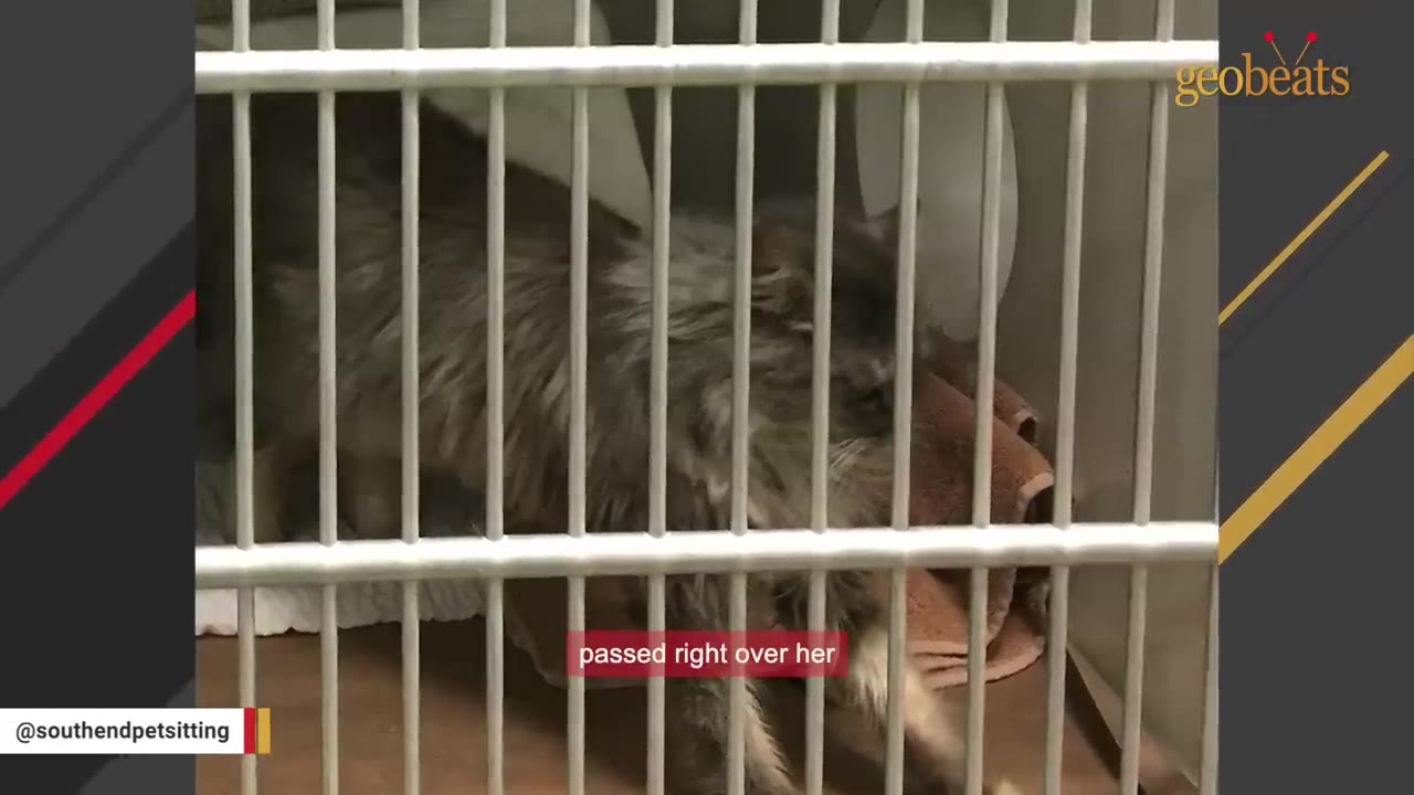 A fluffy grey cat is seen behind the white metal bars of a shelter cage.
