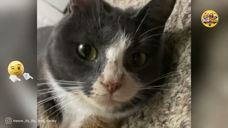 New York Cat Seemed To Be Staring At Ghosts Until A Brain Scan Revealed The Surprising Truth