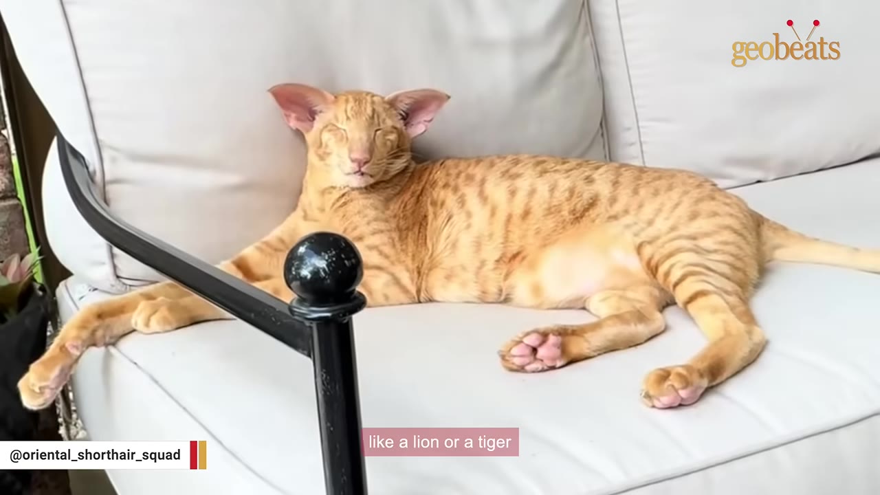 An orange Oriental Shorthair cat with large, wide-set ears and elongated facial features lies relaxed on a white outdoor sofa.