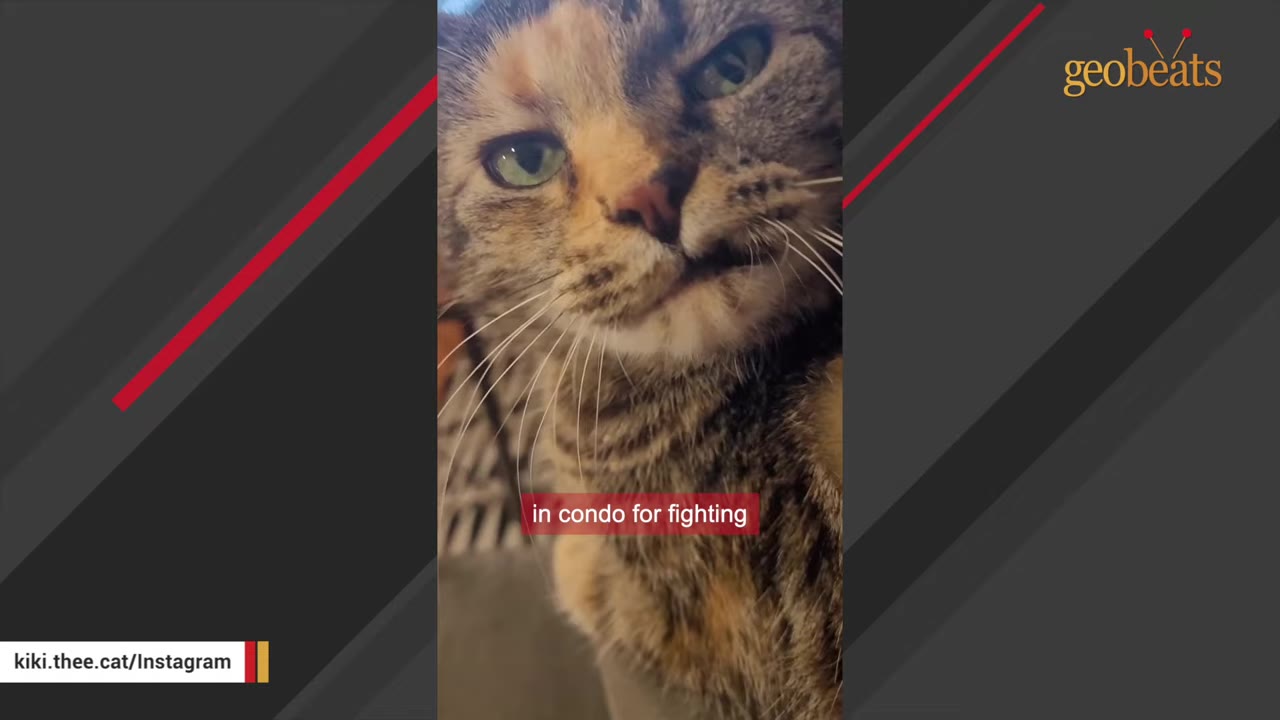 A close-up shot of a calico tabby cat looking directly at the camera with a slightly grumpy expression.