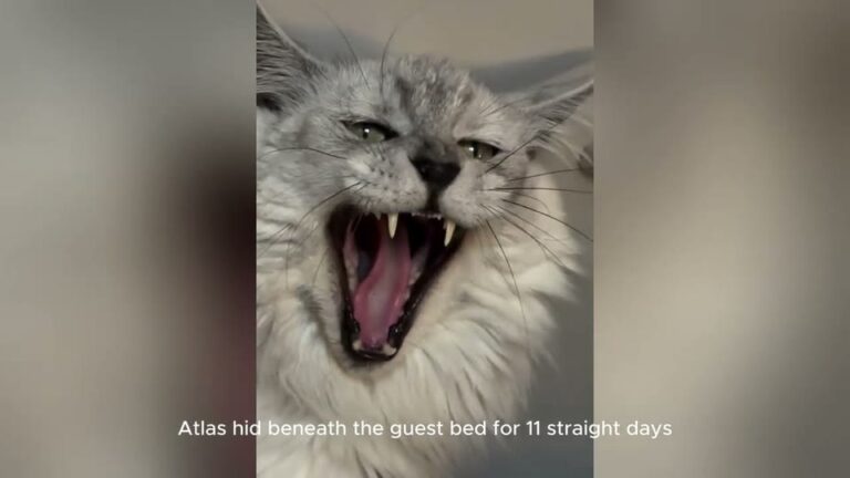 Pennsylvania Widow Adopts A 22-Pound Cat No One Could Touch, Then One Sunday Morning Changes Everything