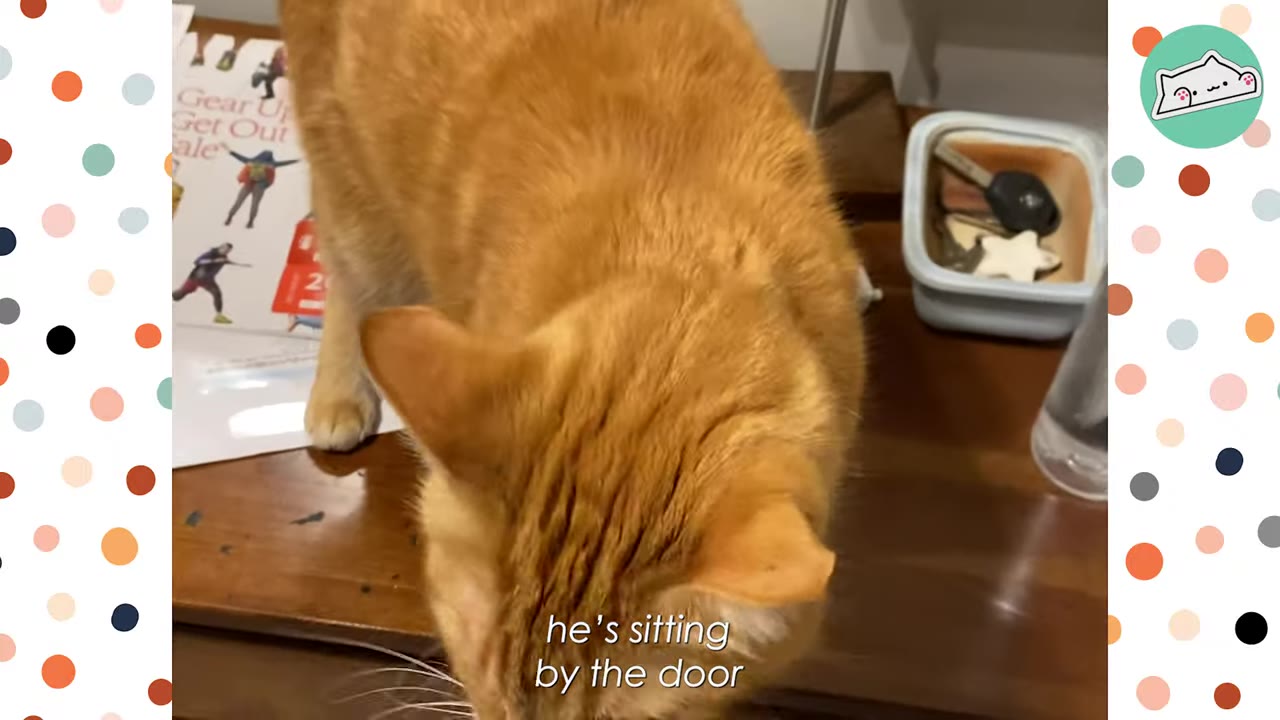 An orange tabby cat stands on a wooden table near a tray of keys, with text overlay reading 'he's sitting by the door'.
