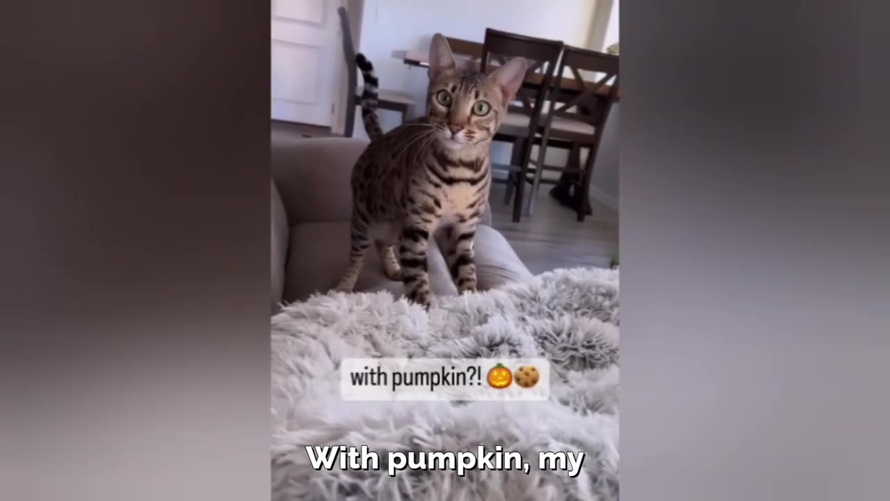 A spotted Bengal cat stands on a beige sofa behind a fluffy white blanket, looking directly at the camera with wide, curious eyes.