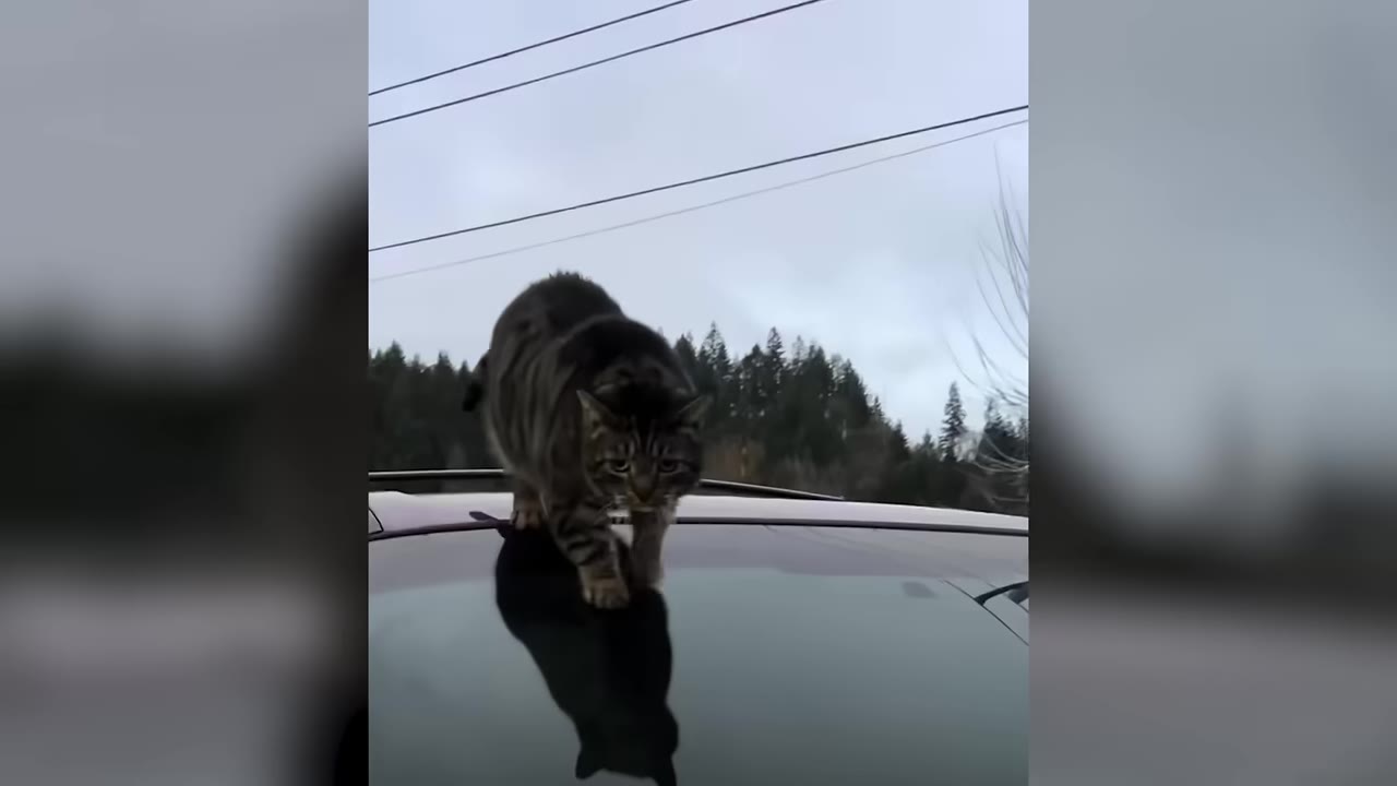 A tabby cat walks along the roof of a car outdoors under a cloudy sky.