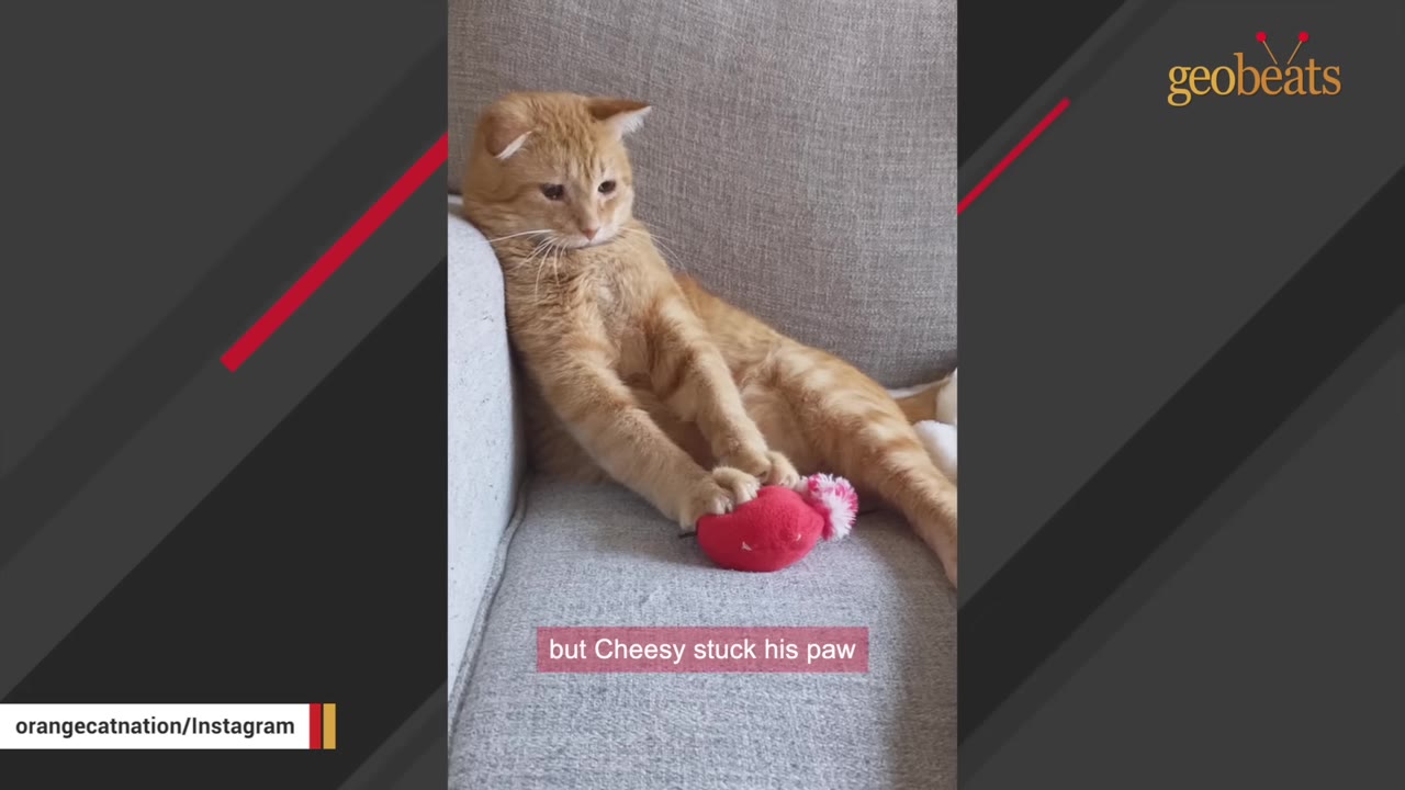 An orange cat named Cheesy sits on a grey couch next to a red toy, with a subtitle reading 'but Cheesy stuck his paw'.