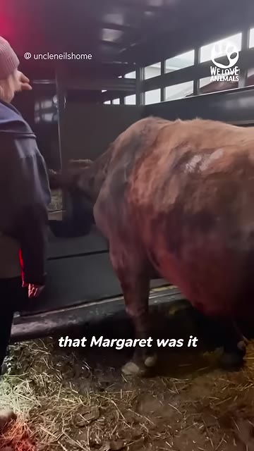 A brown cow stands near the open back of a trailer with a person standing nearby, featuring a text overlay that reads 'that Margaret was it'.