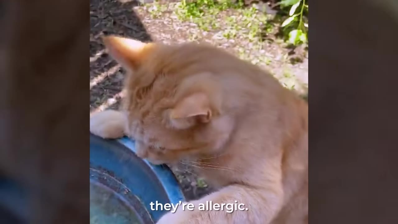 An orange tabby cat peers into a blue birdbath outdoors.