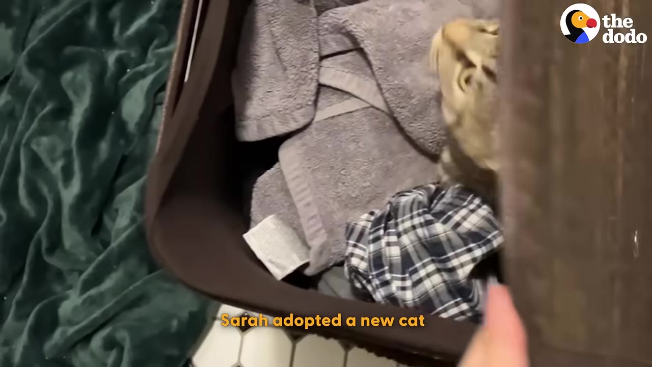 A tabby cat peeking out from a brown basket filled with grey towels and a plaid shirt.