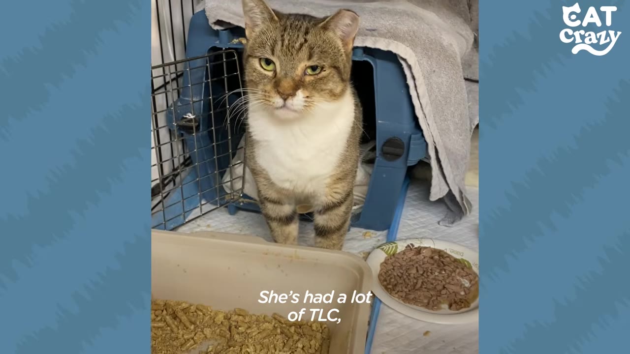 A brown and white tabby cat stands cautiously at the entrance of a blue plastic pet carrier, next to a litter box and a plate of wet food.