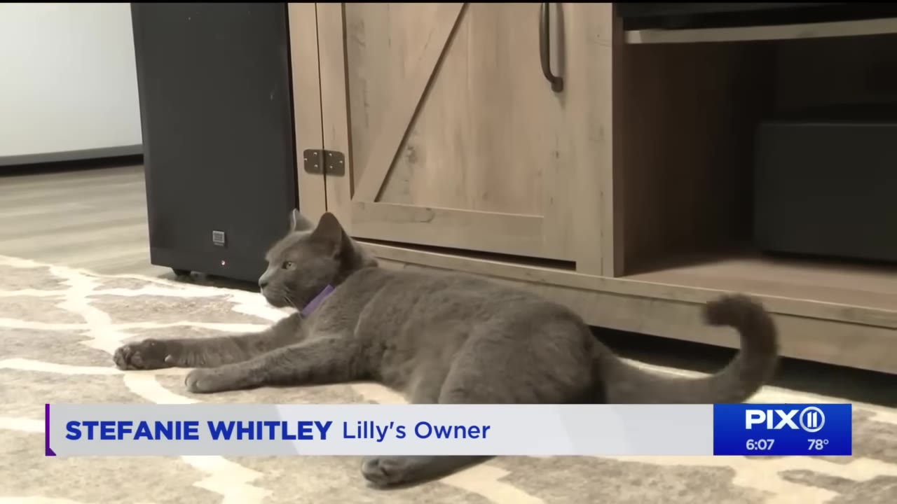 A grey cat with a purple collar lies on a patterned rug indoors in front of a wooden cabinet.