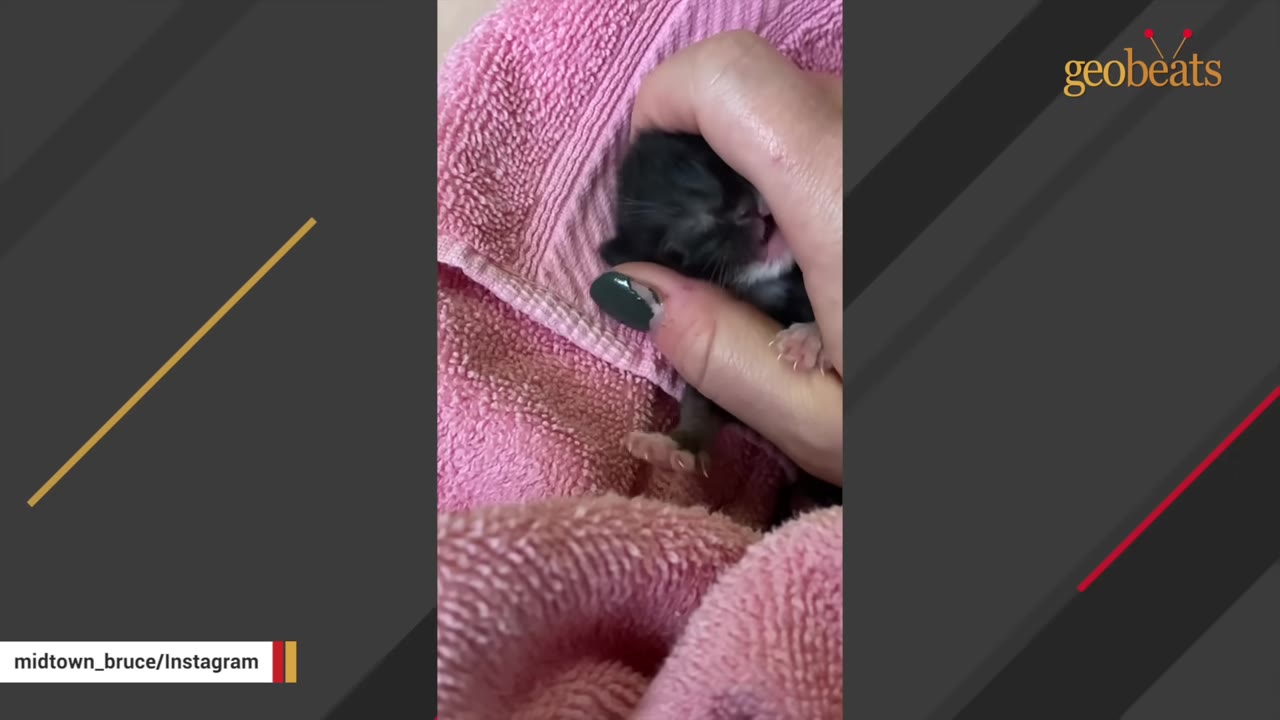 A tiny, newborn black kitten with its eyes closed is gently held in a person's hand against a pink towel.
