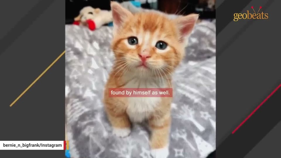 Video frame for The Shelter Surprise