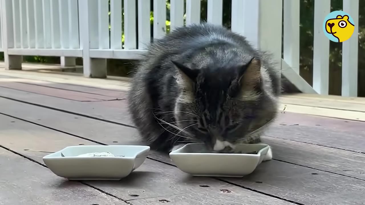 A fluffy, dark-colored cat with white paws eats food from a small white bowl on a wooden deck.