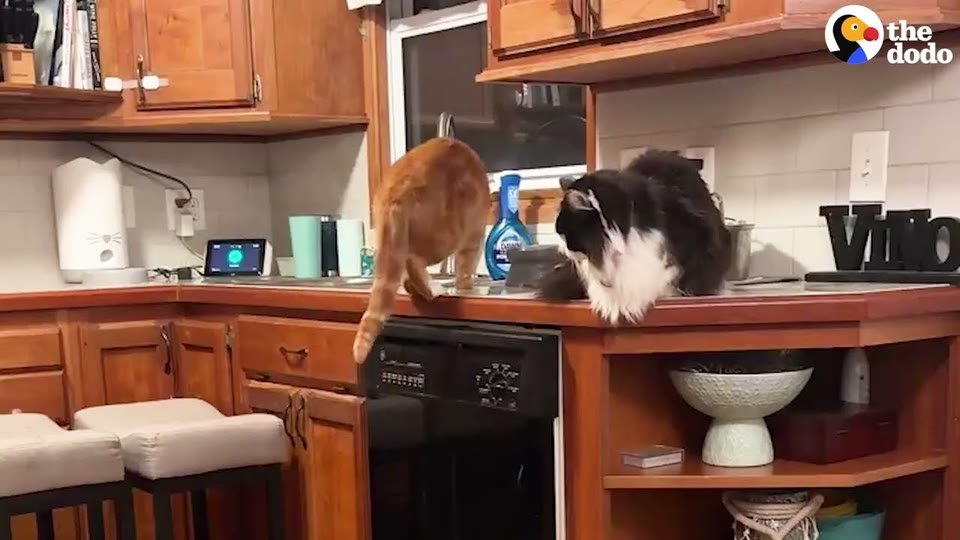 Video frame for The "Sour Patch" Cat