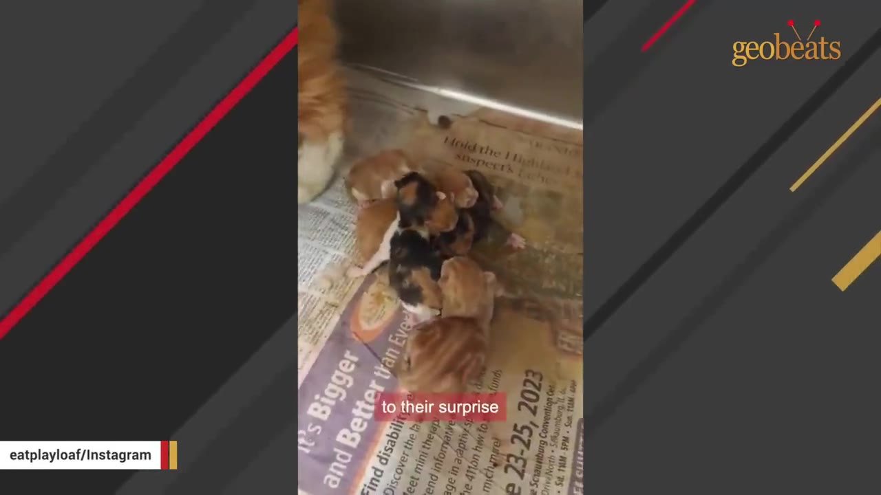 A cluster of tiny newborn kittens huddle together on newspaper inside a shelter enclosure.