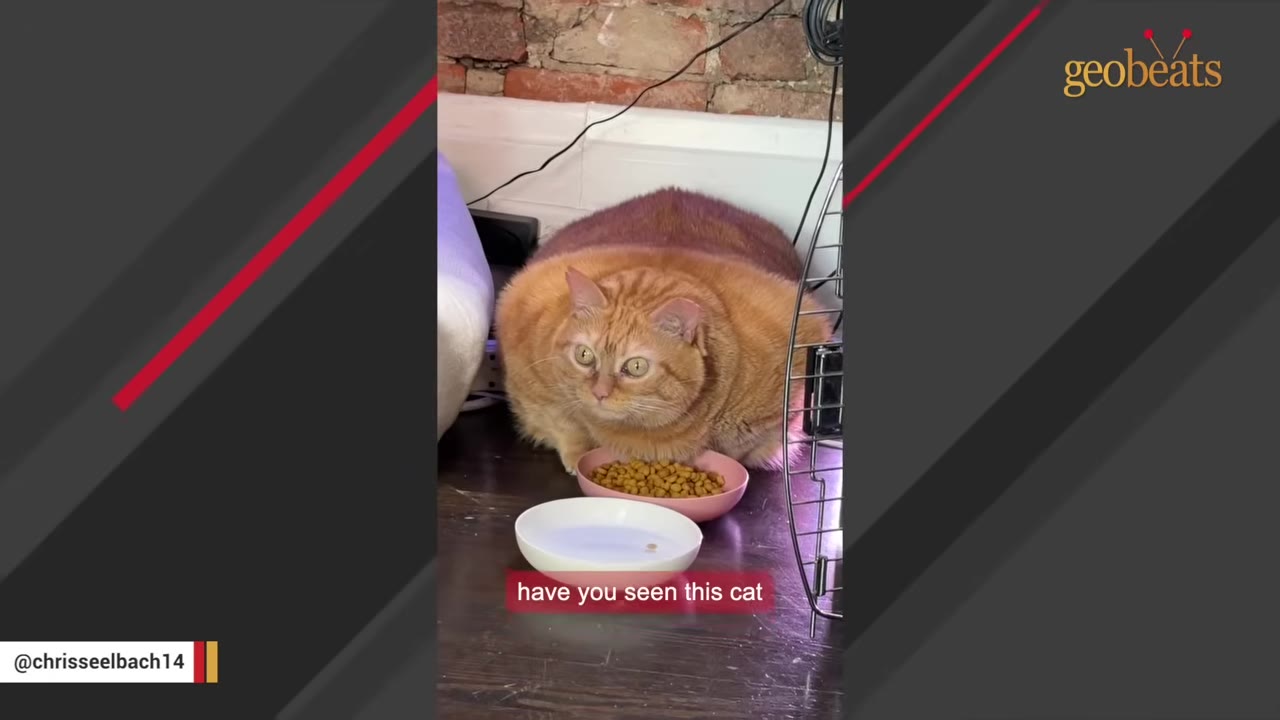 An extremely large, round orange tabby cat sits on the floor next to a pink bowl of food and a white bowl of water, looking forward with wide eyes.