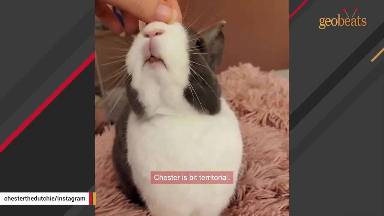 A close-up of a grey and white rabbit being petted on the nose, with a text overlay that reads 'Chester is bit territorial,'.