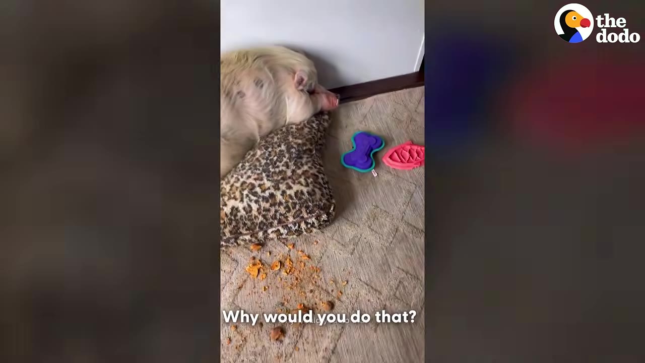 A light-colored pet pig lies on a leopard-print cushion next to crushed orange treats scattered on the carpet.