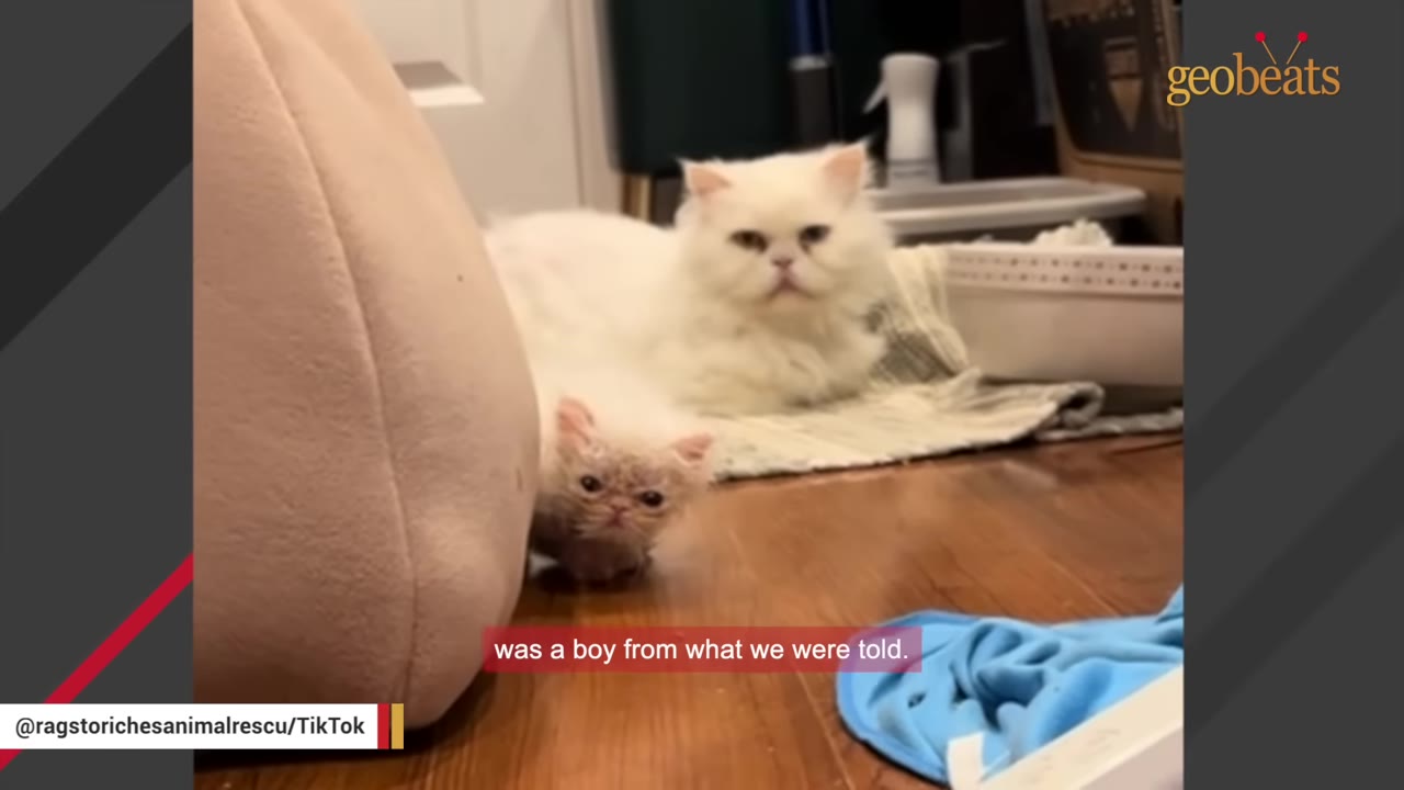 A fluffy white Persian cat sits in the background on a blanket, while a tiny, wet-looking kitten peeks out from behind a beige pet bed in the foreground.