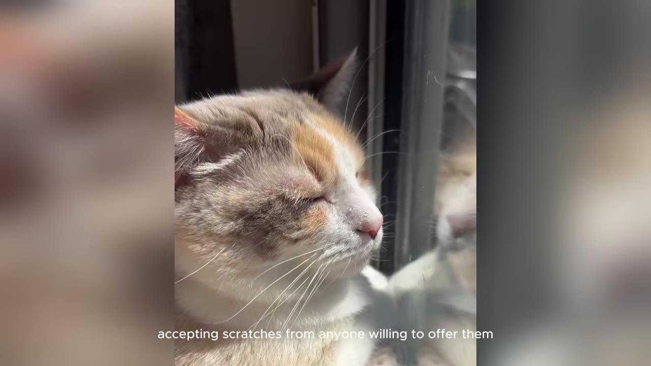 A close-up profile of a calico cat with its eyes closed, sitting by a window with its reflection visible in the glass.