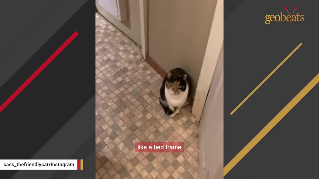 A calico cat sits on a tiled floor in an empty hallway.