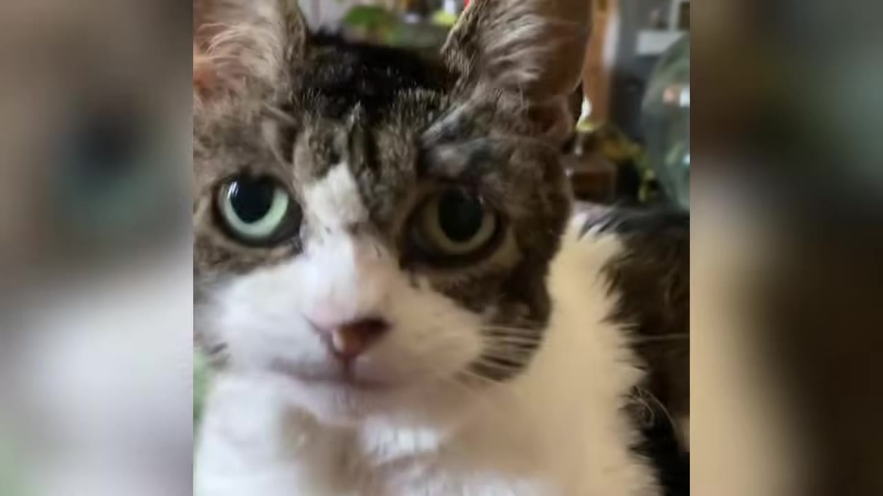 A close-up portrait of a brown and white cat with distinctive curled ears and large green eyes looking directly at the camera.
