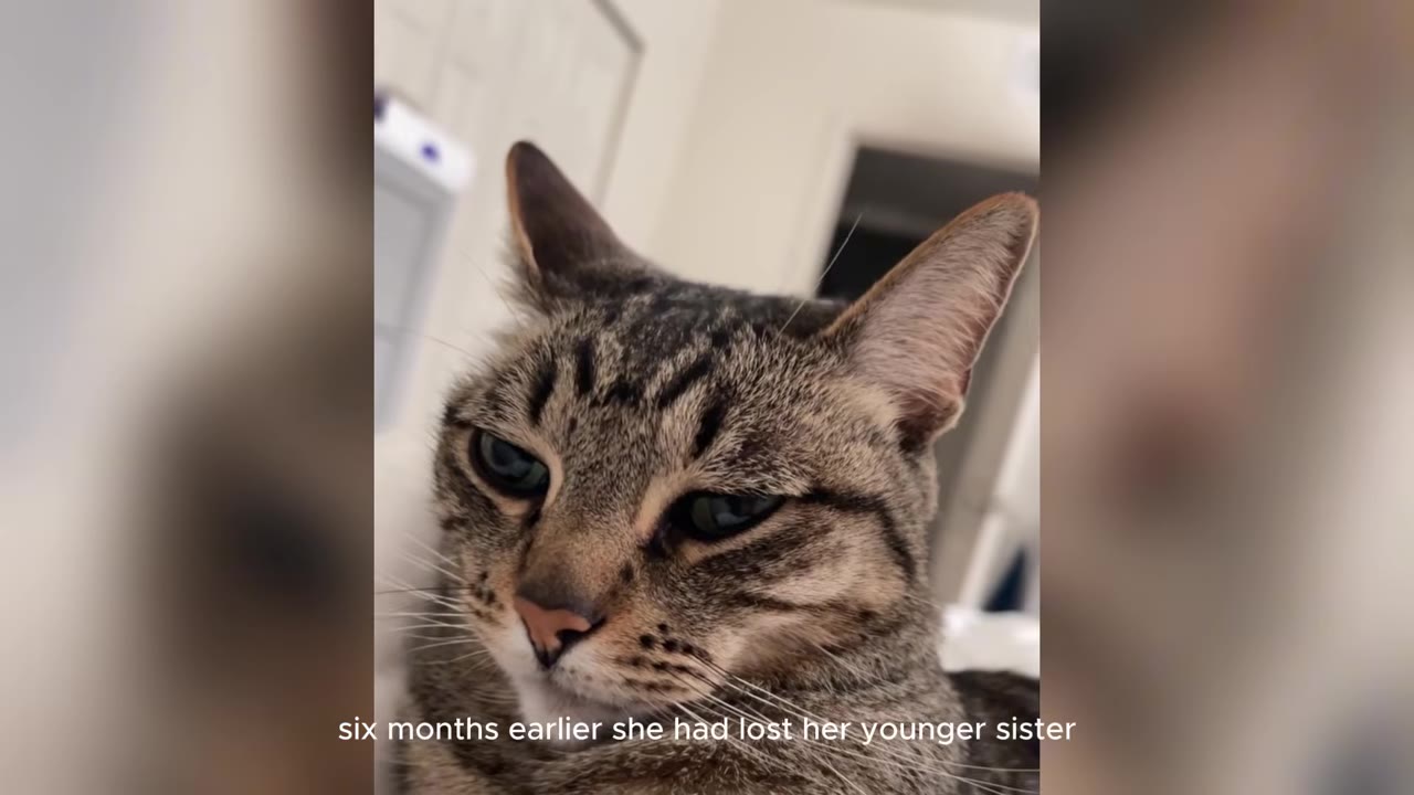 A close-up of a tabby cat looking down with a somber, sad expression.