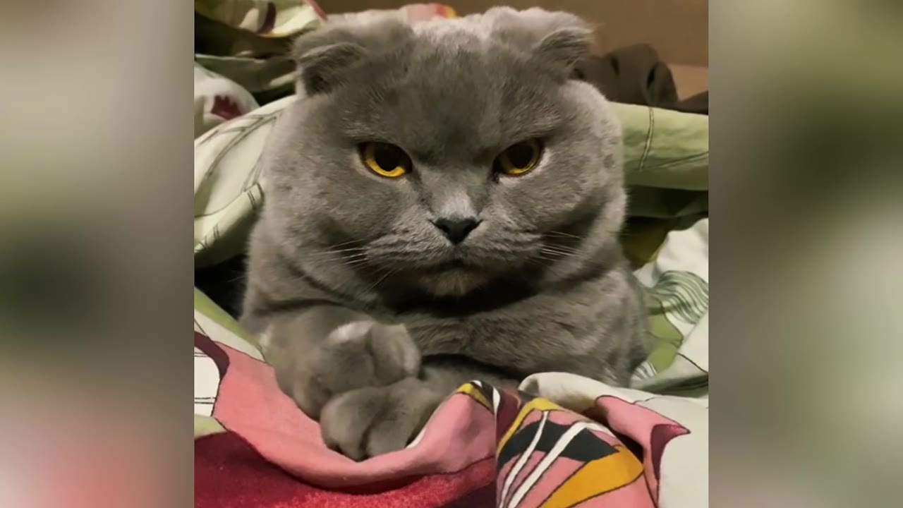 A close-up of a grumpy-looking grey Scottish Fold cat with amber eyes, sitting tucked into blankets with its paws crossed.