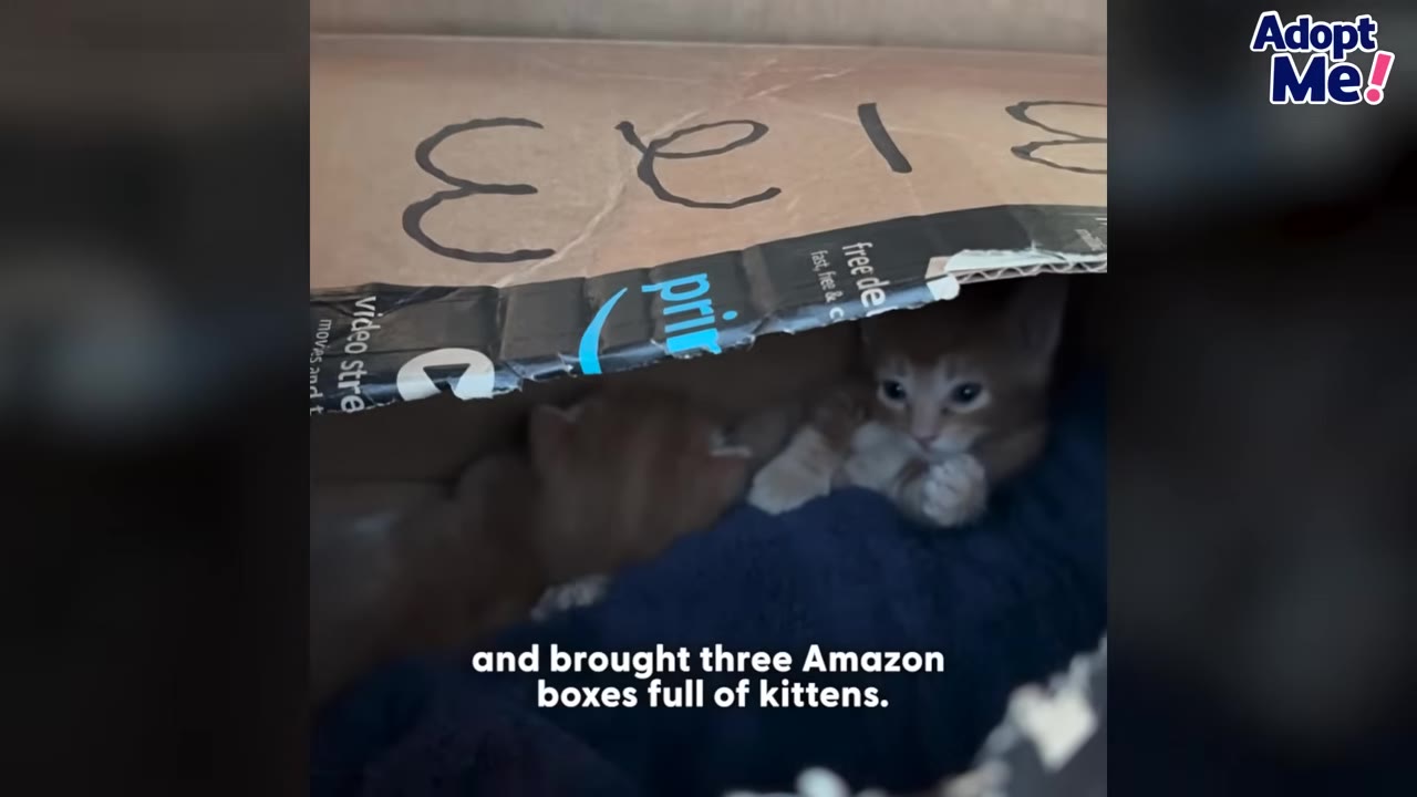A small orange kitten peeks out from a gap in a cardboard Amazon box.