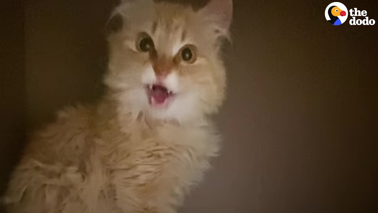 A fluffy orange cat with wide eyes and its mouth open in a hiss, looking frightened inside a brown enclosure.