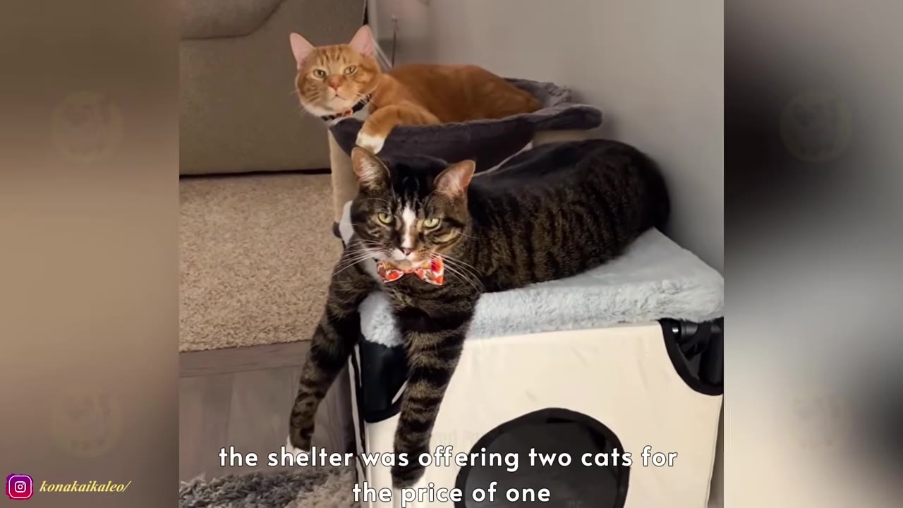 An orange cat and a tabby cat wearing bow ties lounge on cat furniture inside a home.