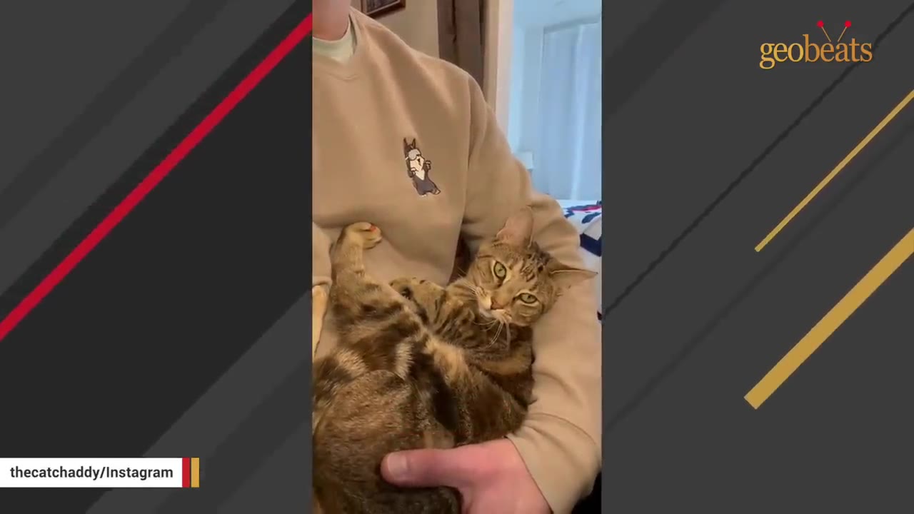 A brown tabby cat lying comfortably on its back in a person's arms, looking relaxed and content.